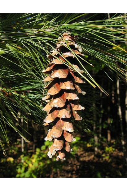 Сосна Веймутова